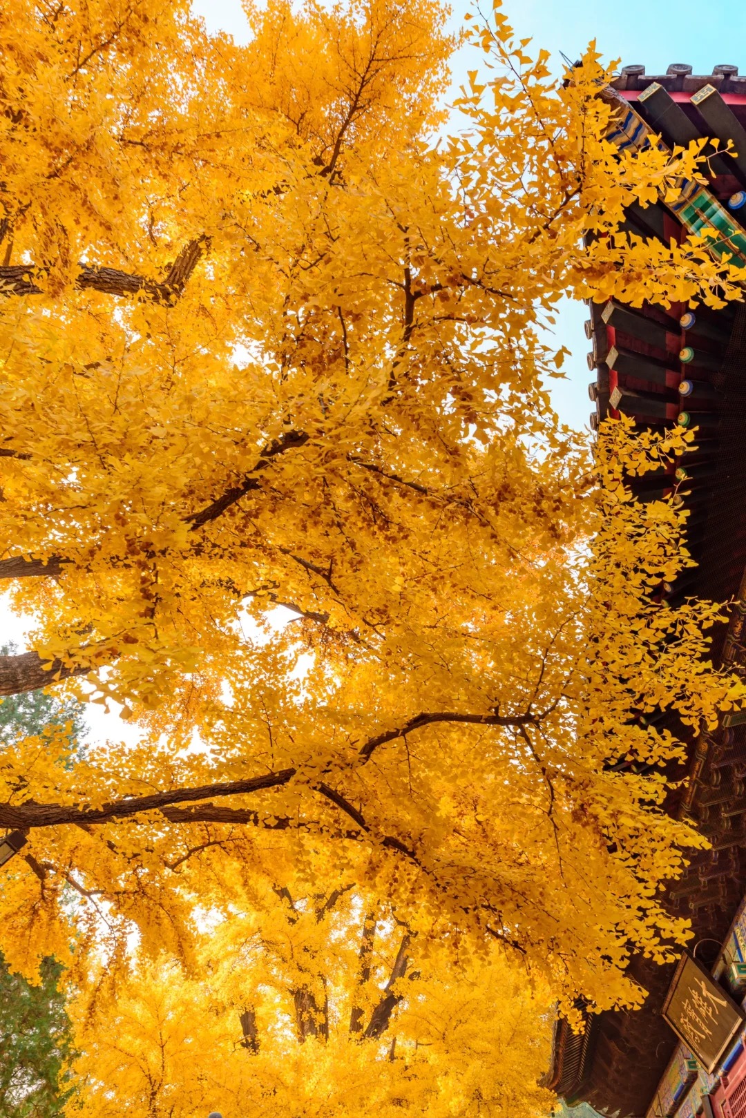 红螺寺｜两颗守望千年的银杏树_5_Akon_北京郊区-来自52tours 我爱旅游网